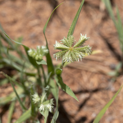 Dactyloctenium radulans