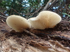 Crepidotus nephrodes