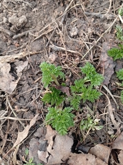 Anthriscus sylvestris