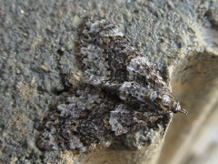 Esakiopteryx volitans