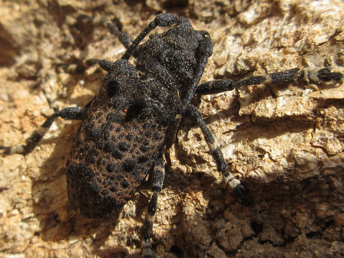 Oak Longicorn Beetle