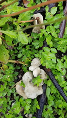 Campanella junghuhnii