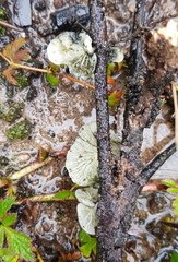 Campanella junghuhnii