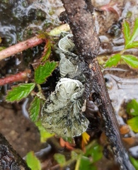 Campanella junghuhnii