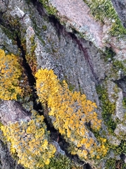 Xanthoria parietina