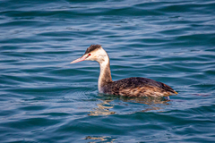 Podiceps cristatus cristatus