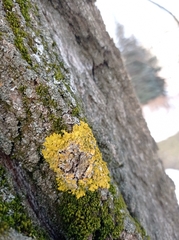 Xanthoria parietina
