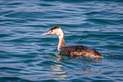 Podiceps cristatus cristatus