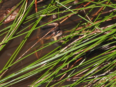 Platyplectrum ornatum