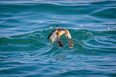 Podiceps cristatus cristatus