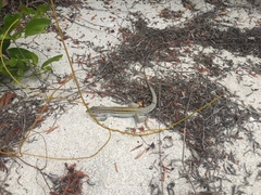 Aspidoscelis angusticeps angusticeps