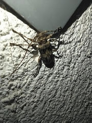 Oreodera brailovskyi