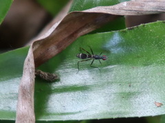 Metopochetus aequalis