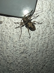 Oreodera brailovskyi