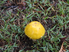 Amanita flavella