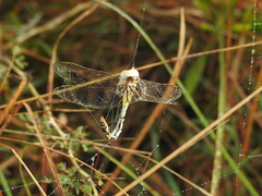 Paragomphus lineatus