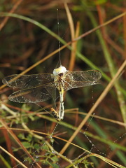 Paragomphus lineatus