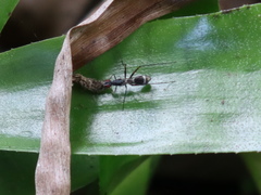 Metopochetus aequalis