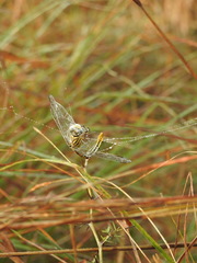 Paragomphus lineatus