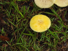 Amanita flavella