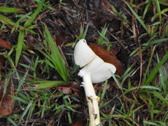 Amanita flavella