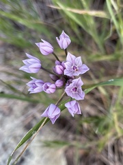 Allium praecox