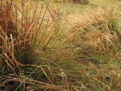 Paragomphus lineatus