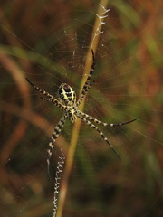 Argiope