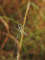 Argiope