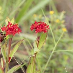 Pimelea punicea
