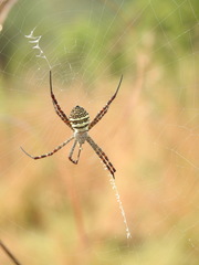 Argiope