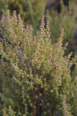 Erica hispidula