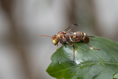 Polistes stigma