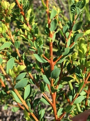 Melaleuca cheelii