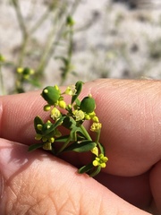 Monotaxis macrophylla