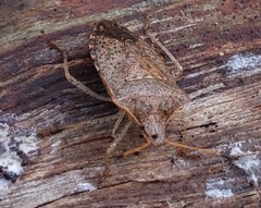 Euschistus conspersus