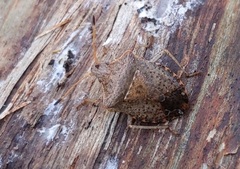 Euschistus conspersus