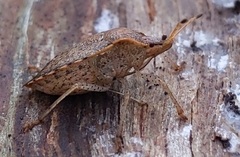 Euschistus conspersus