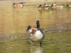 Branta canadensis