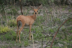 Raphicerus campestris steinhardti