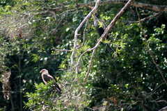 Daptrius chimachima