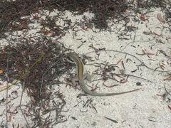 Aspidoscelis angusticeps angusticeps