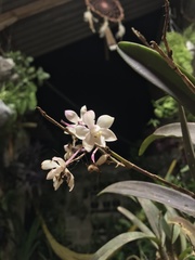 Caularthron bicornutum