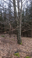 Fagus sylvatica