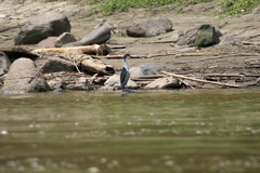 Nycticorax nycticorax