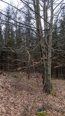 Fagus sylvatica