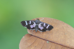 Desmia bajulalis