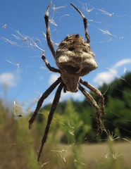 Backobourkia brouni