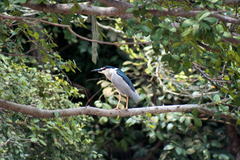 Nycticorax nycticorax