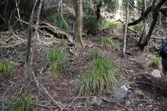 Carex lancea